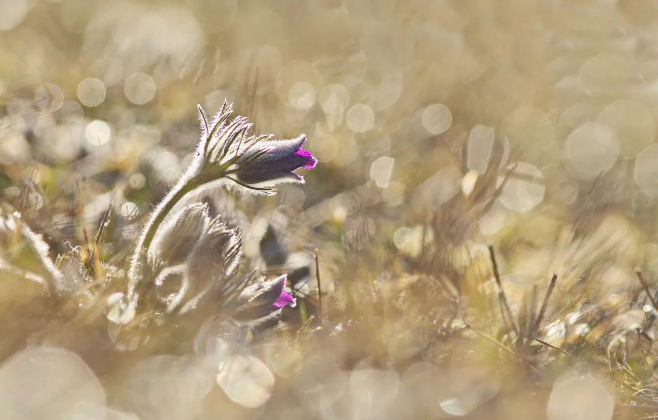 Фото обои травка, цветение, Анемоны