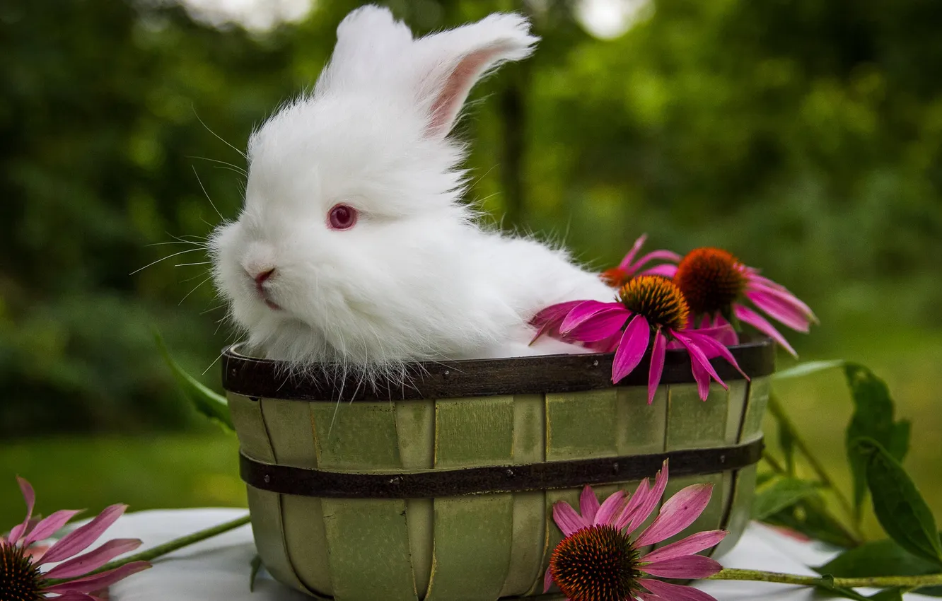 Фото обои цветы, кролик, белый кролик