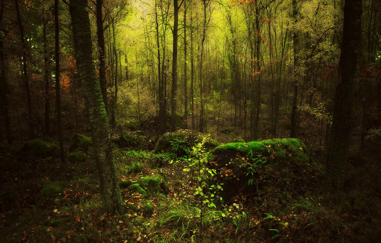 Фото обои осень, лес, листья, мох, чащоба
