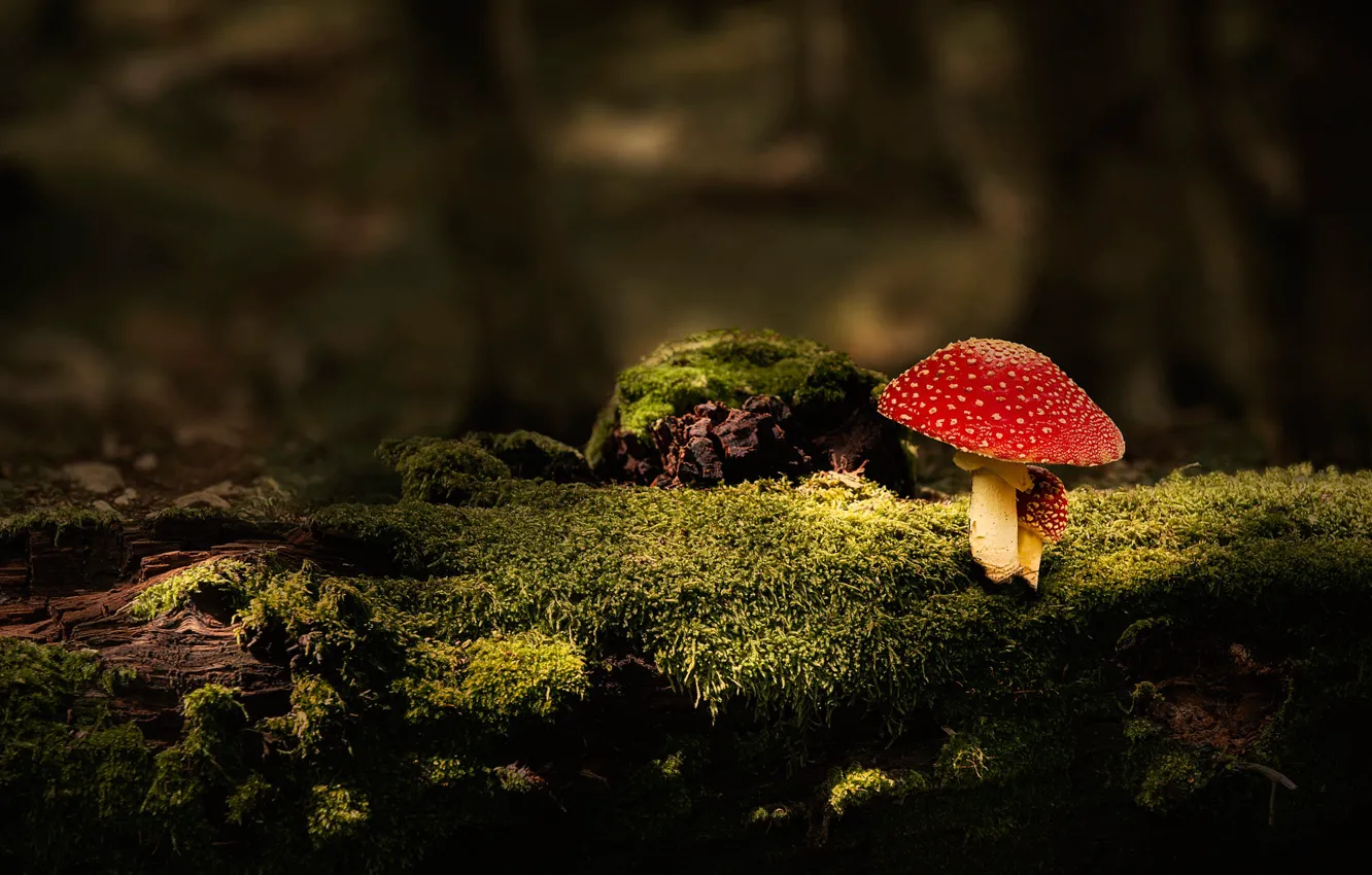 Фото обои лес, темный фон, гриб, мох, пень, мухомор, бревно, грибочек