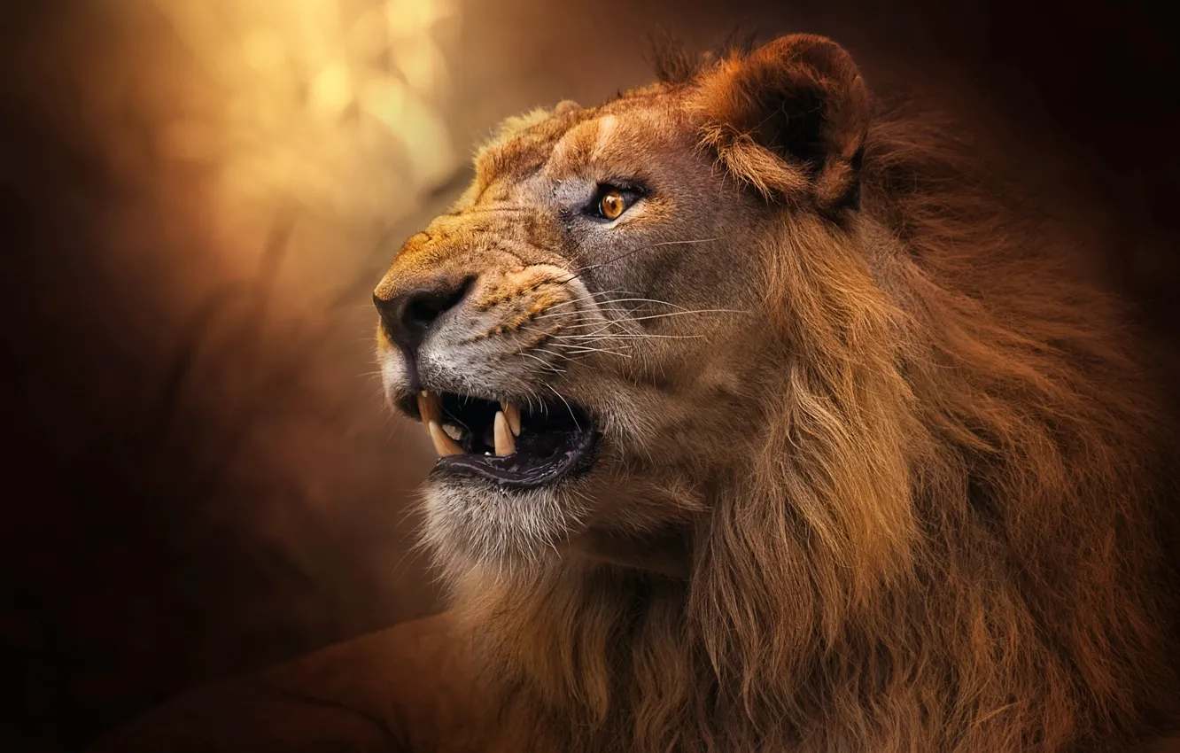 Фото обои морда, лев, шерсть, царь зверей, клыки