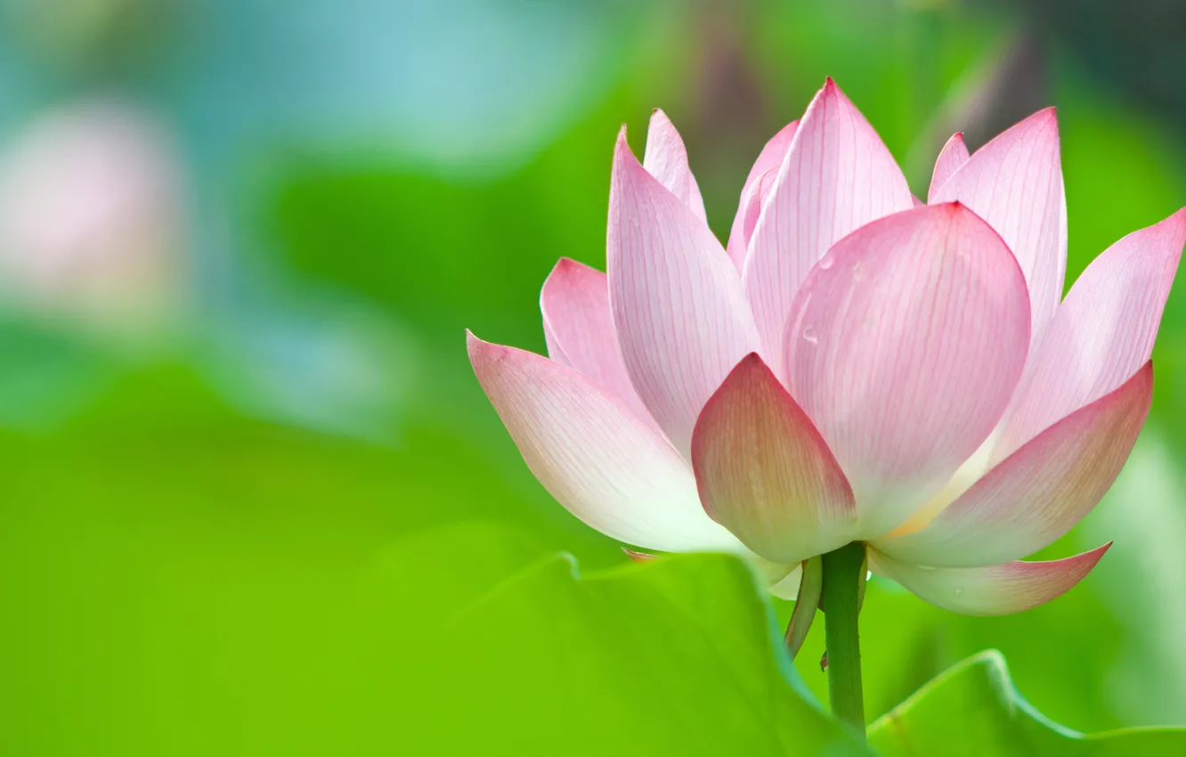 Фото обои цветок, лотос, Lotus