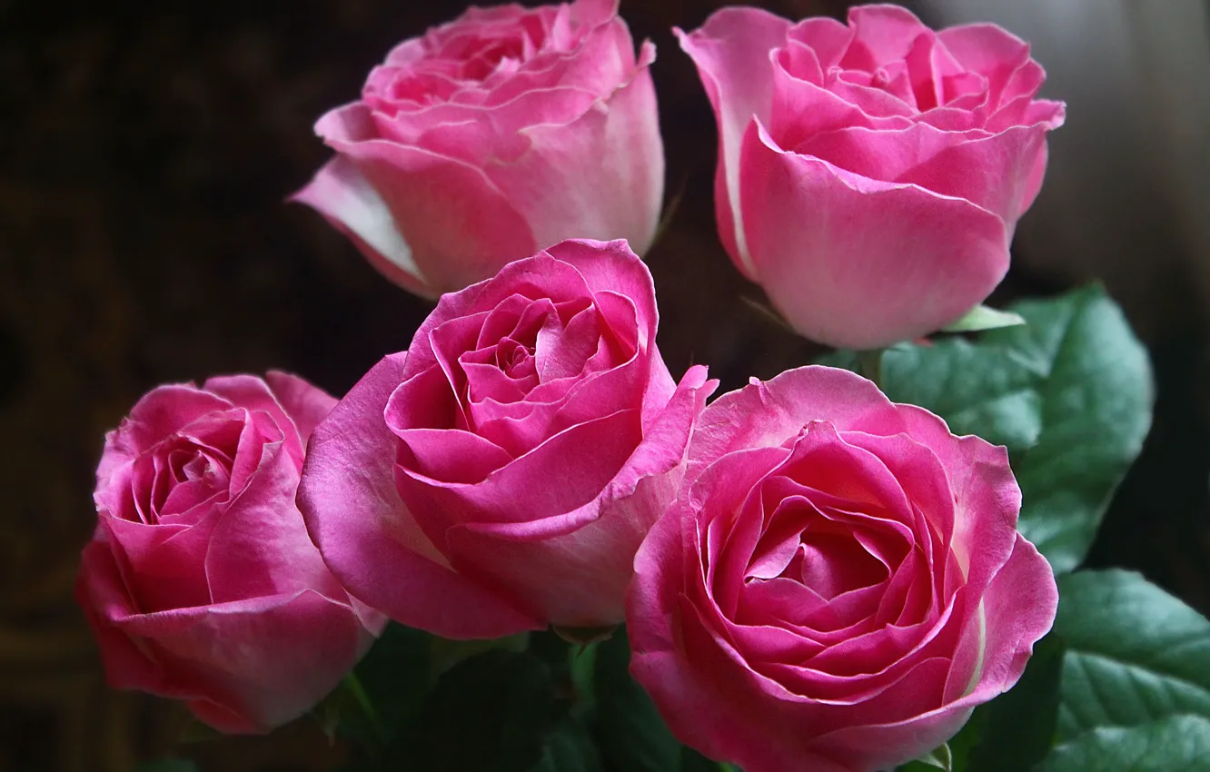 Фото обои розы, букет, pink, roses