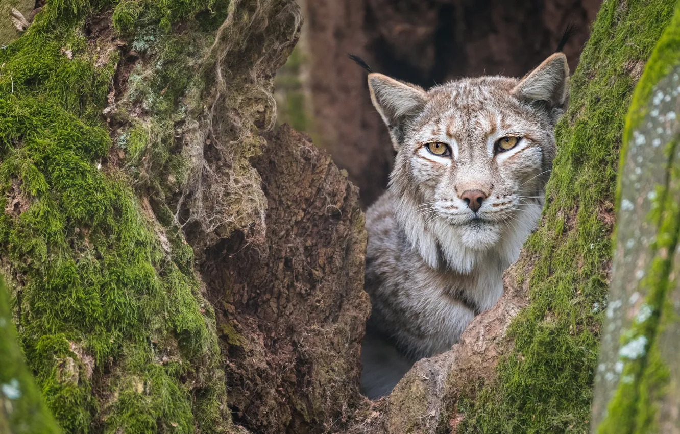 Фото обои морда, деревья, рысь, дупло