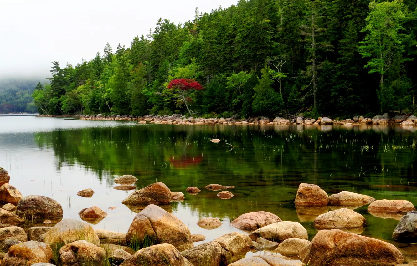 Фото обои лес, деревья, туман, река, камни, США, Maine, Acadia National Park