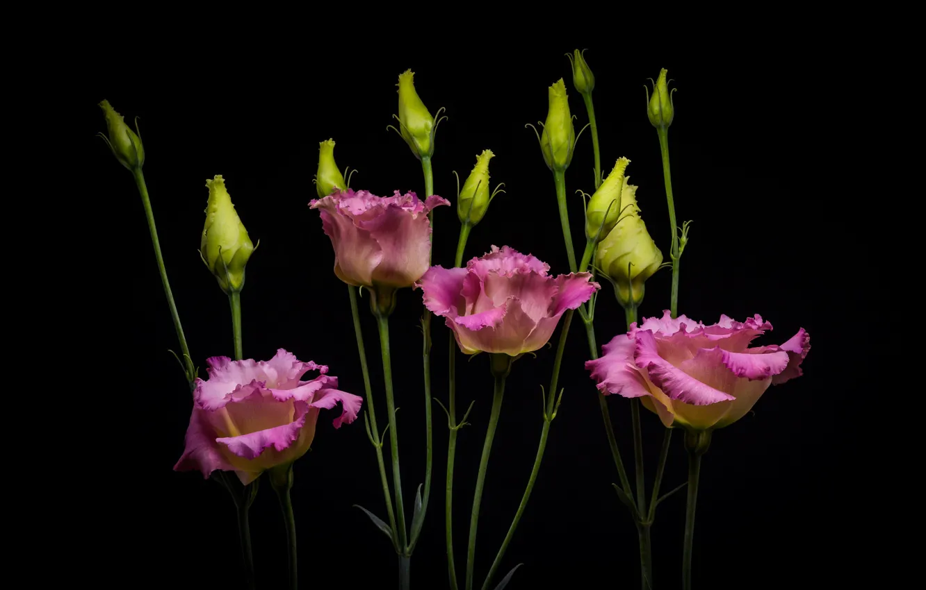 Фото обои цветы, букет, Эустома, Eustoma