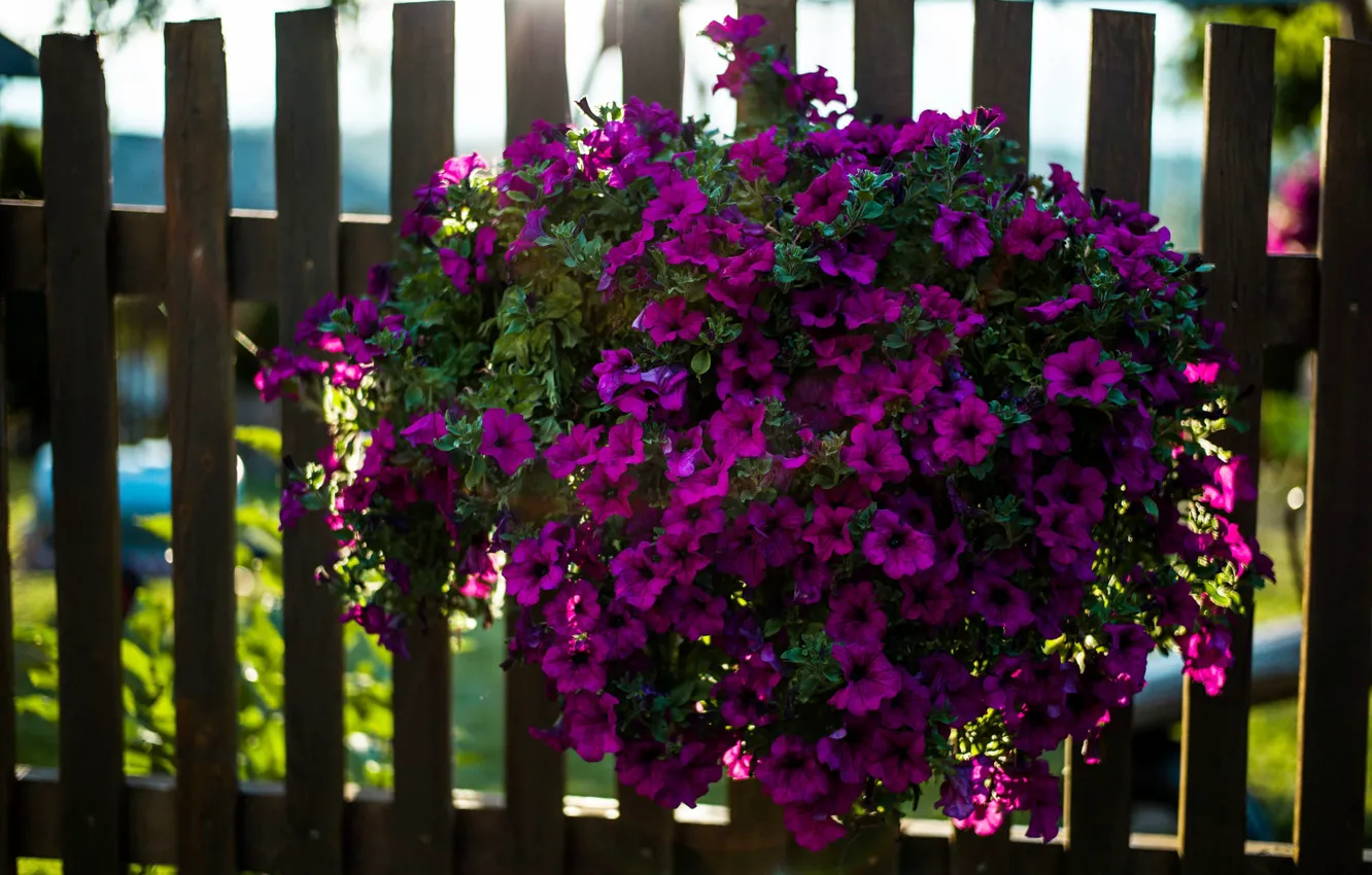 Фото обои лето, свет, цветы, яркие, забор, куст, сад, фиолетовые