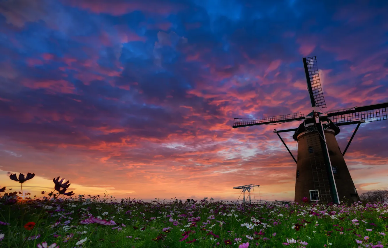 Фото обои поле, небо, облака, цветы, сумерки, ветряная мельница