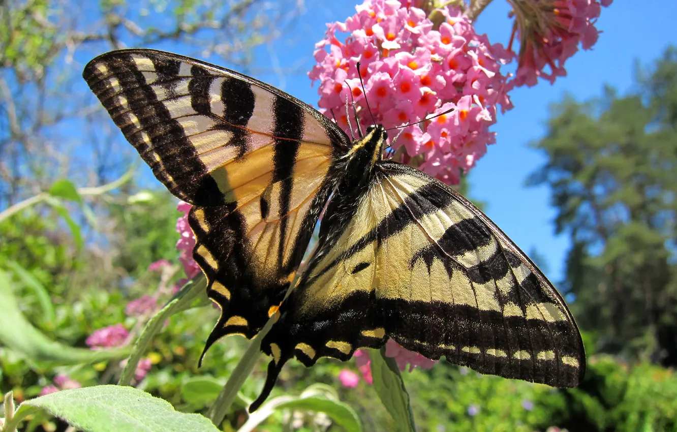 Фото обои цветок, природа, бабочка, крылья, мотылек