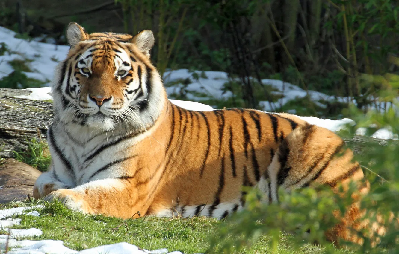Фото обои кошка, трава, снег, тигр, отдых, амурский