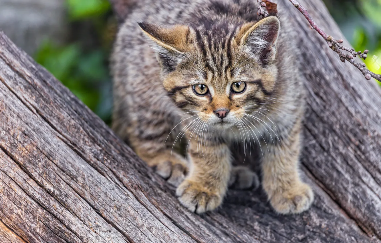 Фото обои котенок, бревно, дикий лесной кот