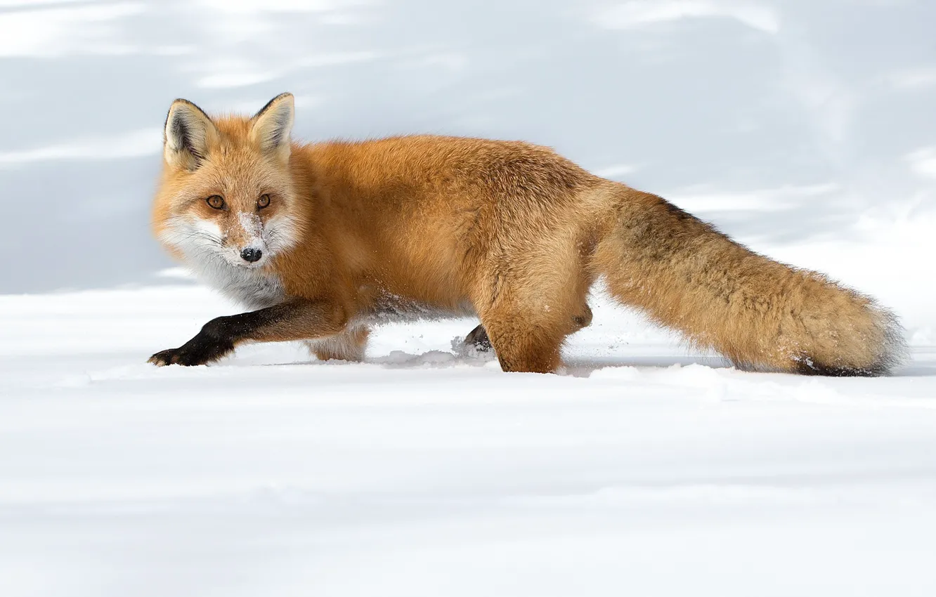 Фото обои fox, winter, snow, wildlife, hunting