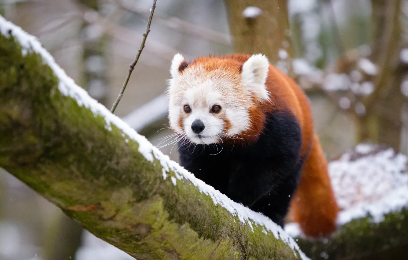 Фото обои зима, взгляд, снег, ветки, природа, фон, дерево, красная панда