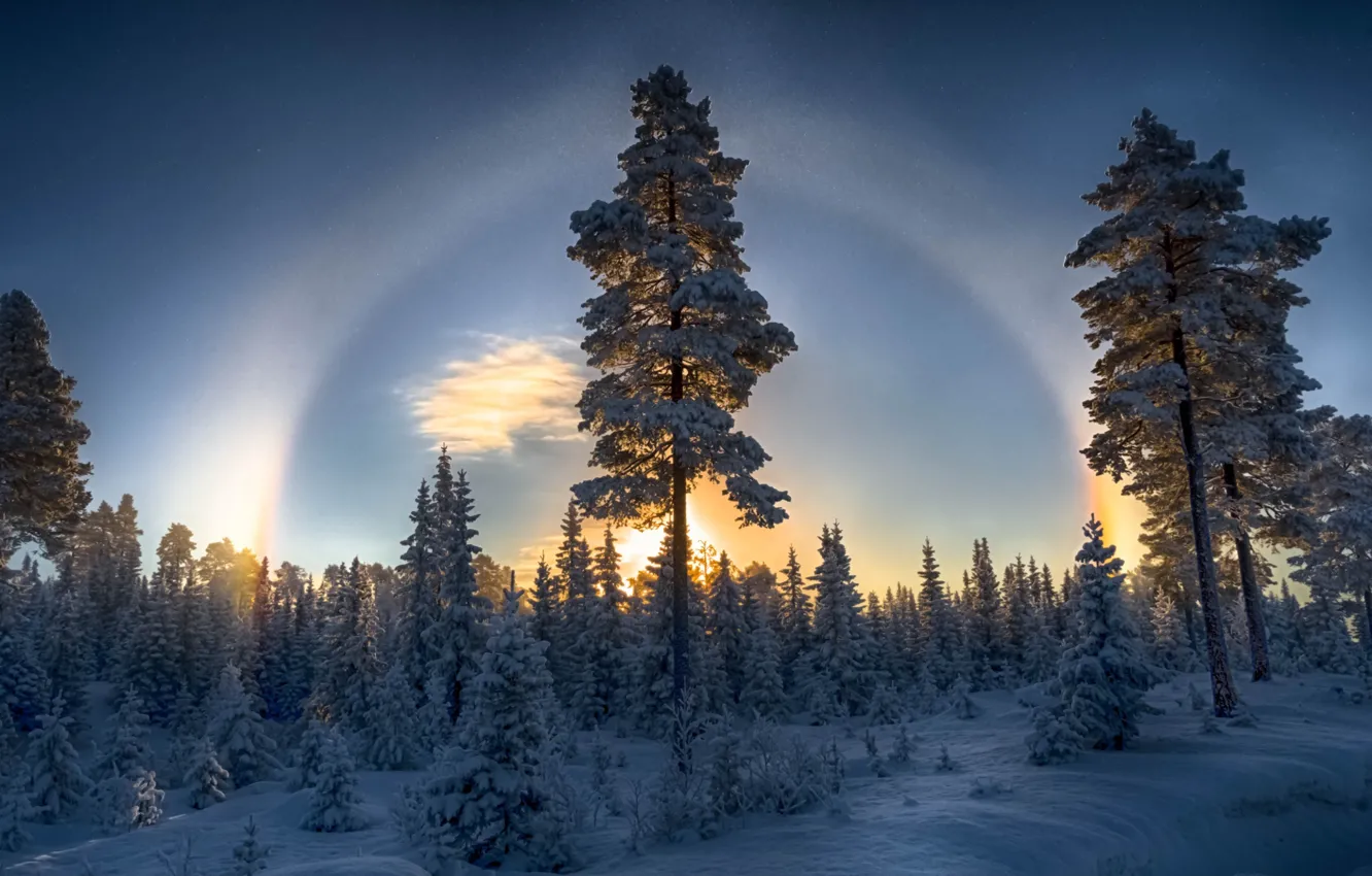 Фото обои зима, лес, снег, природа, сосны, гало