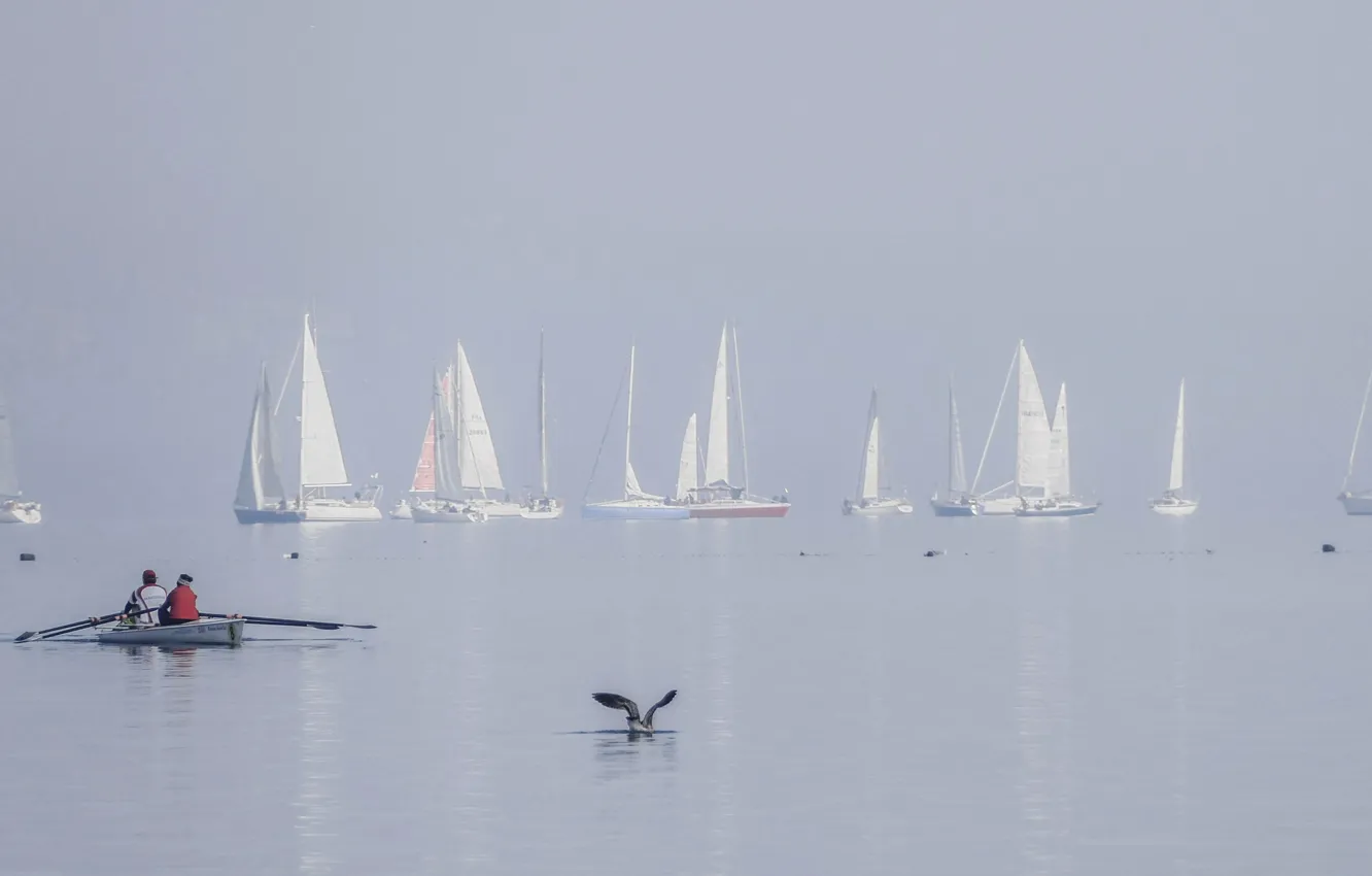 Фото обои озеро, птица, лодка, яхта, парус