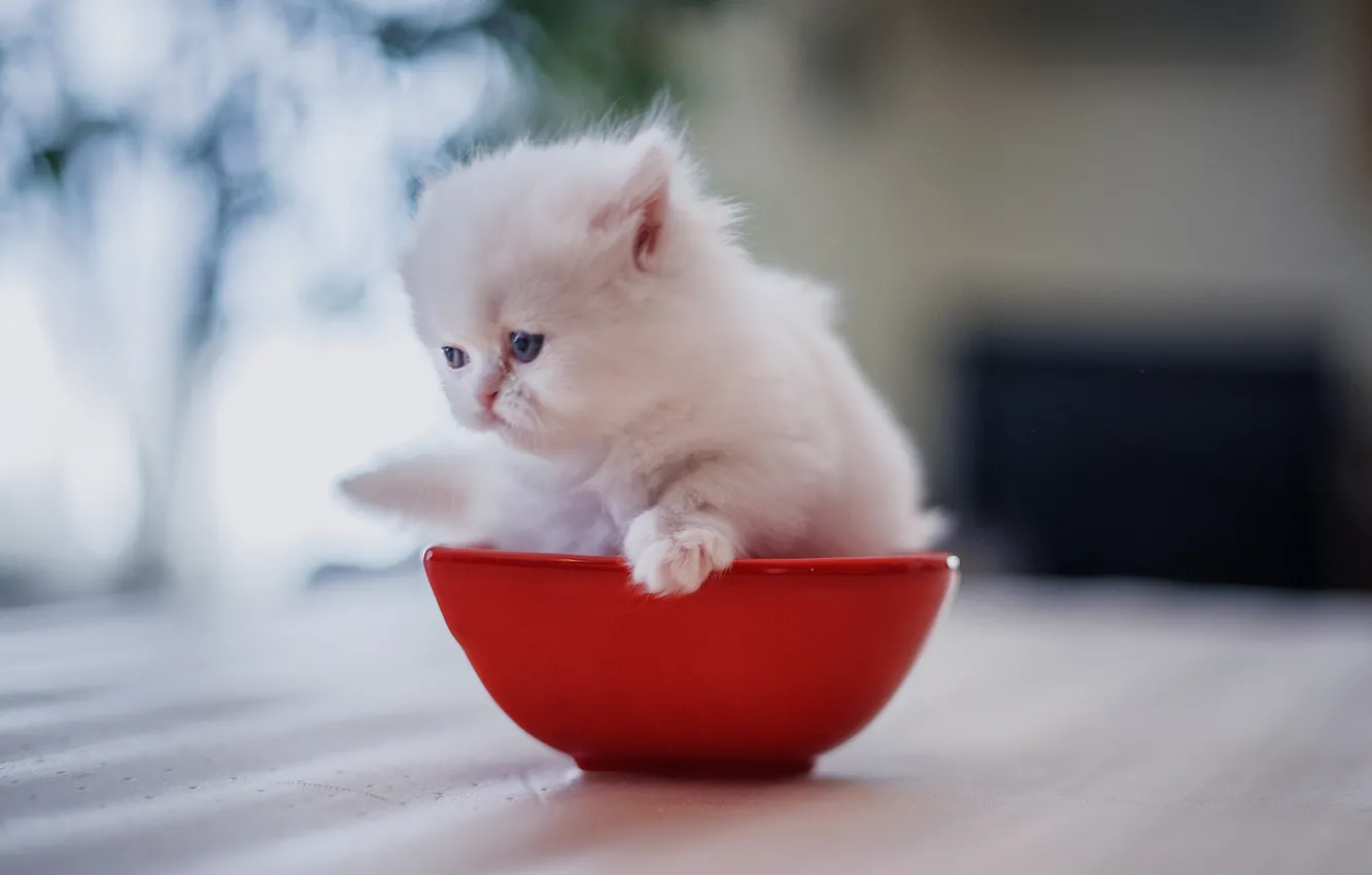 Фото обои малыш, миска, котёнок, персидская кошка, белый котёнок