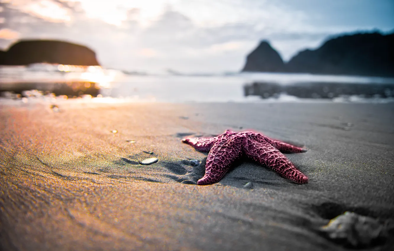 Фото обои песок, пляж, природа, звезда