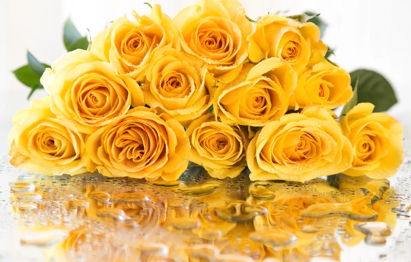 Фото обои капли, желтый, отражение, роза