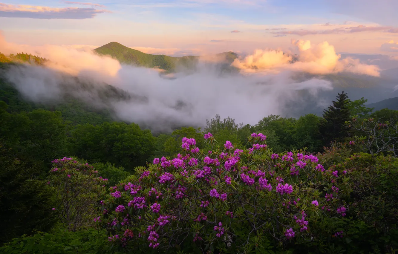 Фото обои цветы, туман, холмы, рододендроны