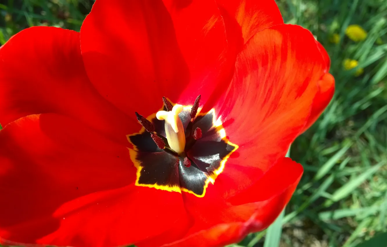 Фото обои red, flower, beautiful, garden, tulip