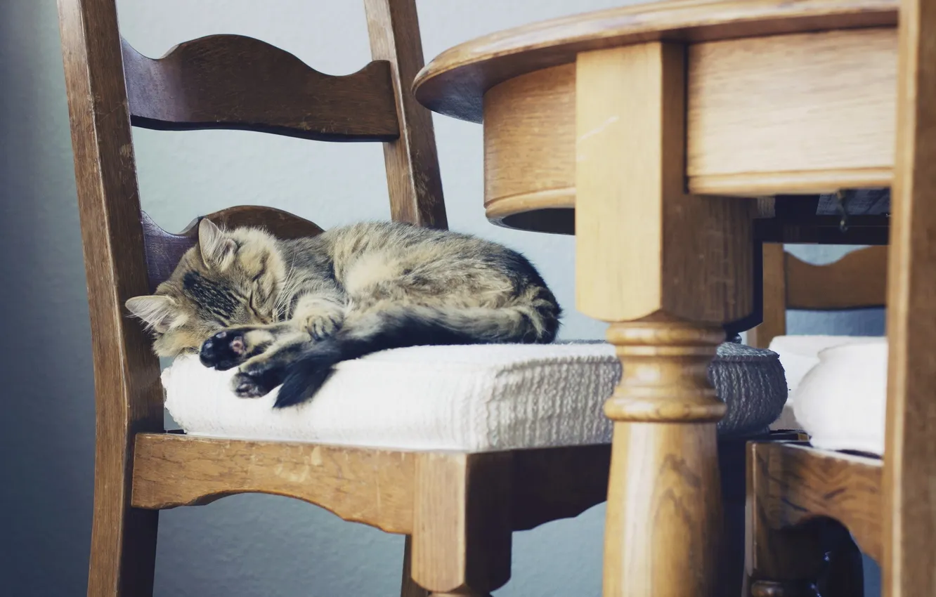Фото обои кошка, уют, дом, стул