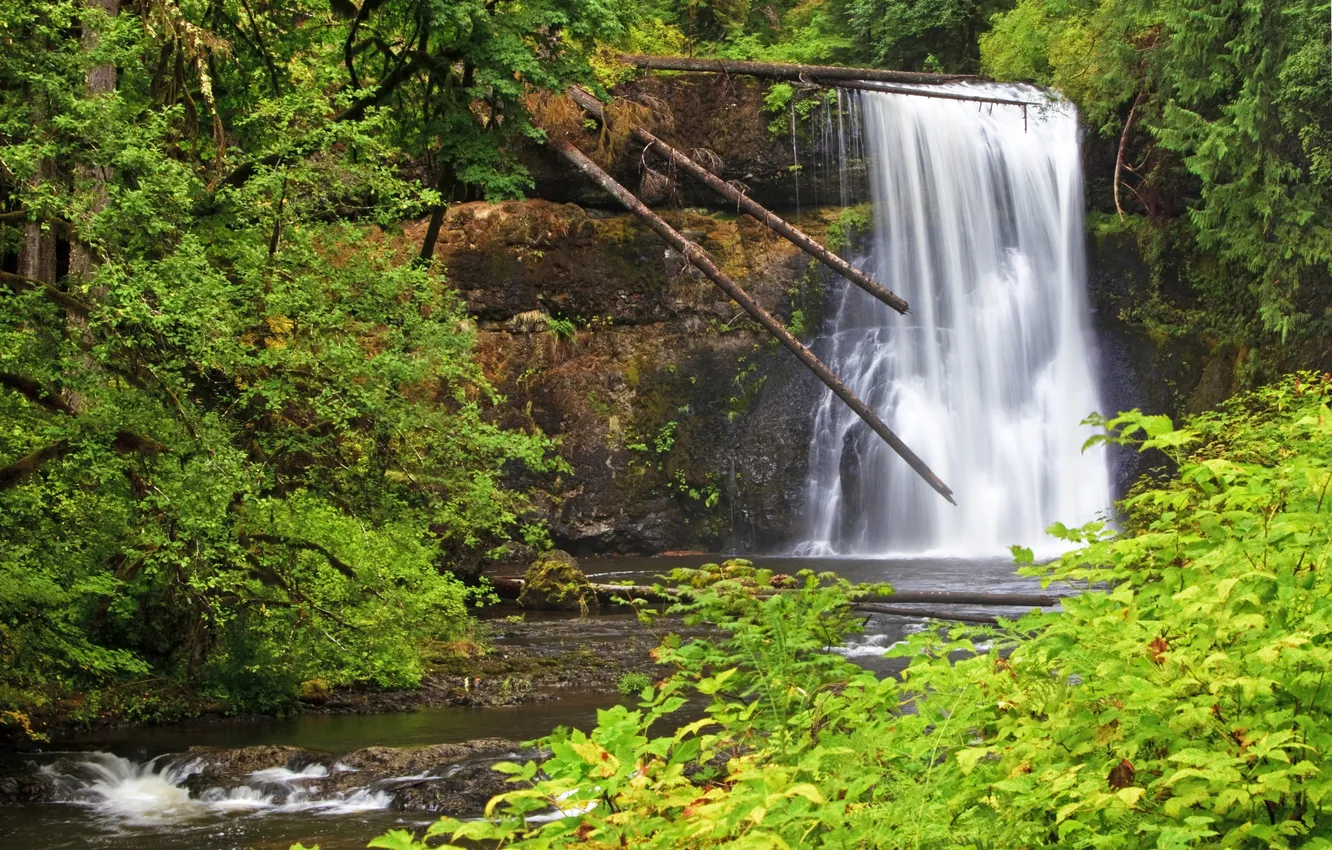 Фото обои лес, деревья, скала, водопад, США, кусты, Oregon, Silver Falls