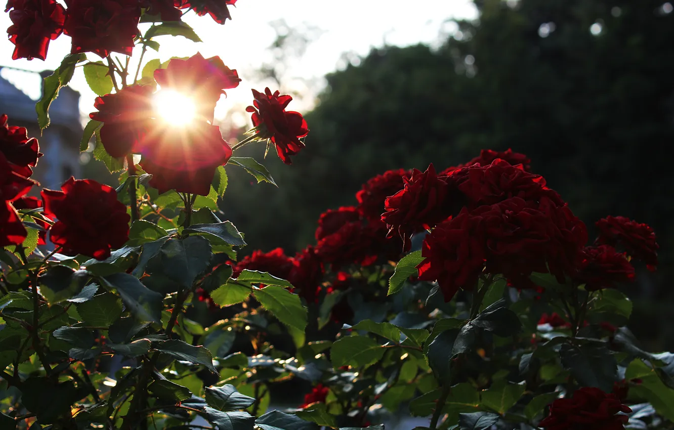 Фото обои закат, блики, розы, Цветы, красные
