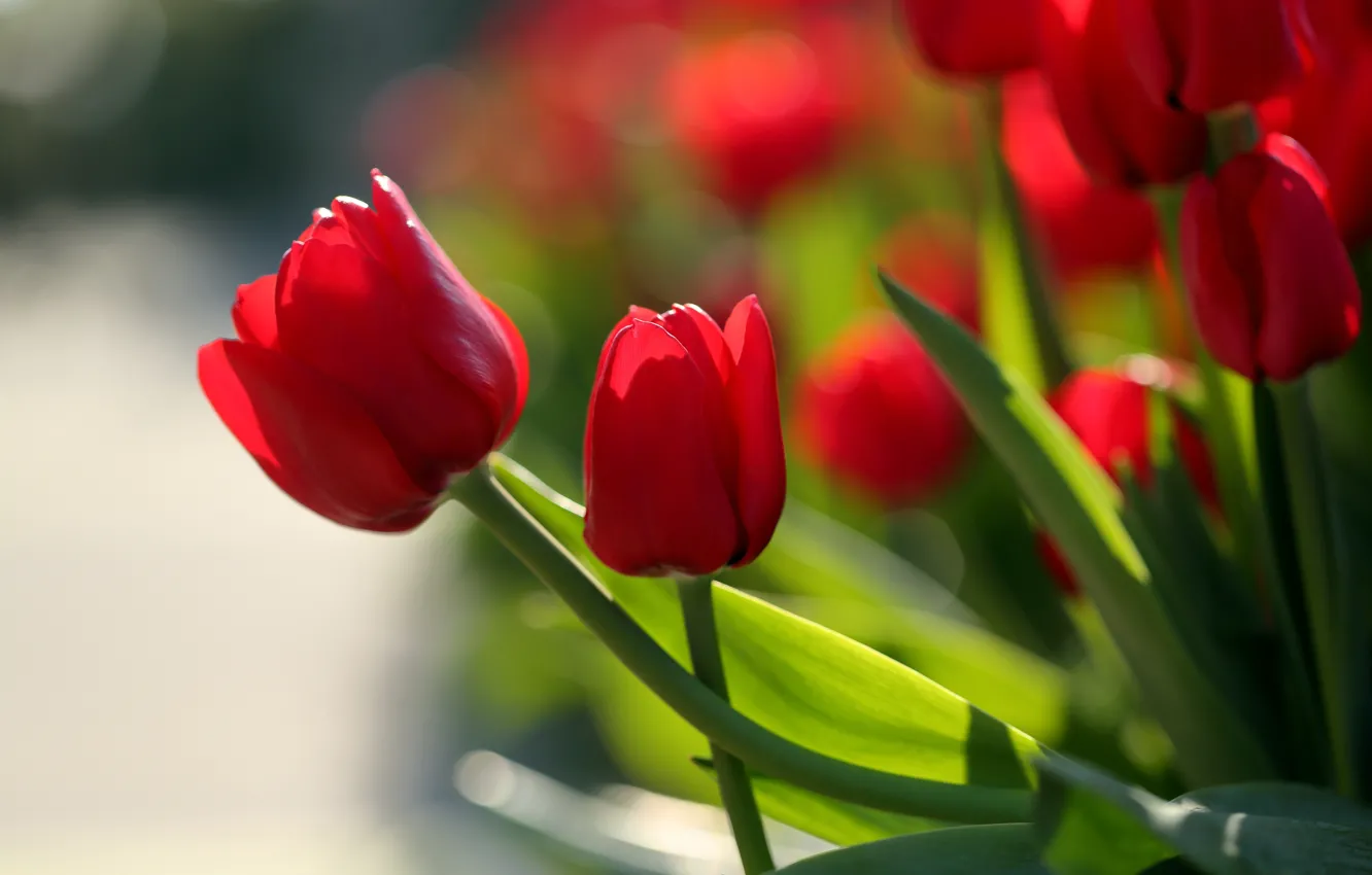 Фото обои тюльпаны, бутоны, красные тюльпаны