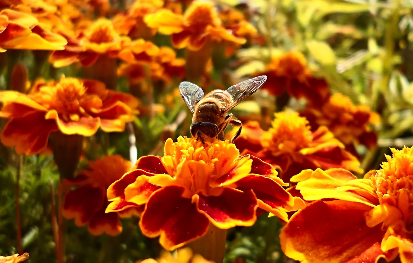 Фото обои цветок, лето, цветы, нектар, пчела, боке, bee, wallpaper.