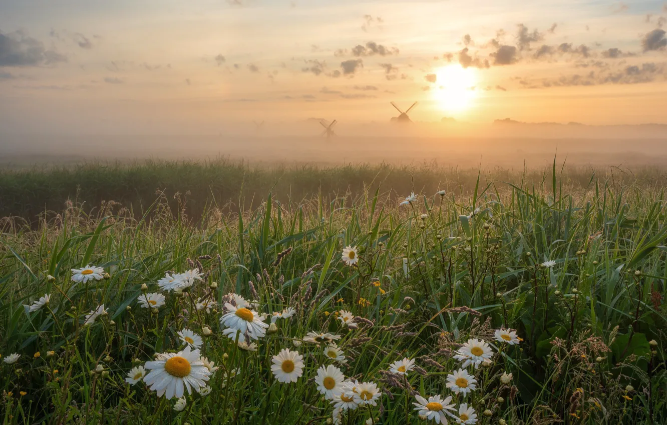 Фото обои трава, цветы, туман, восход, рассвет, ромашки, утро, луг