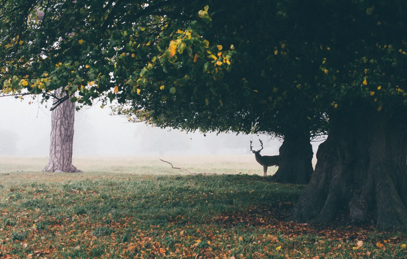 Фото обои поле, осень, листья, деревья, туман, олень, рога