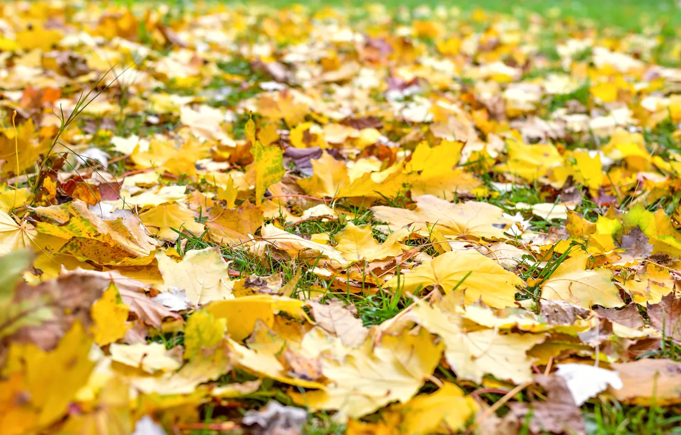 Фото обои осень, трава, листья, colorful, клен, yellow, autumn, leaves