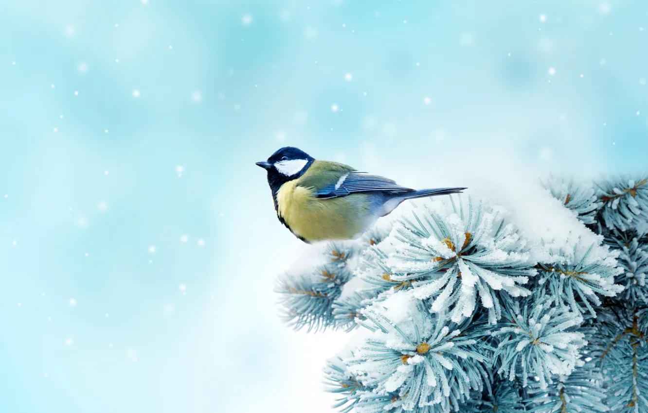 Фото обои зима, снег, деревья, bird