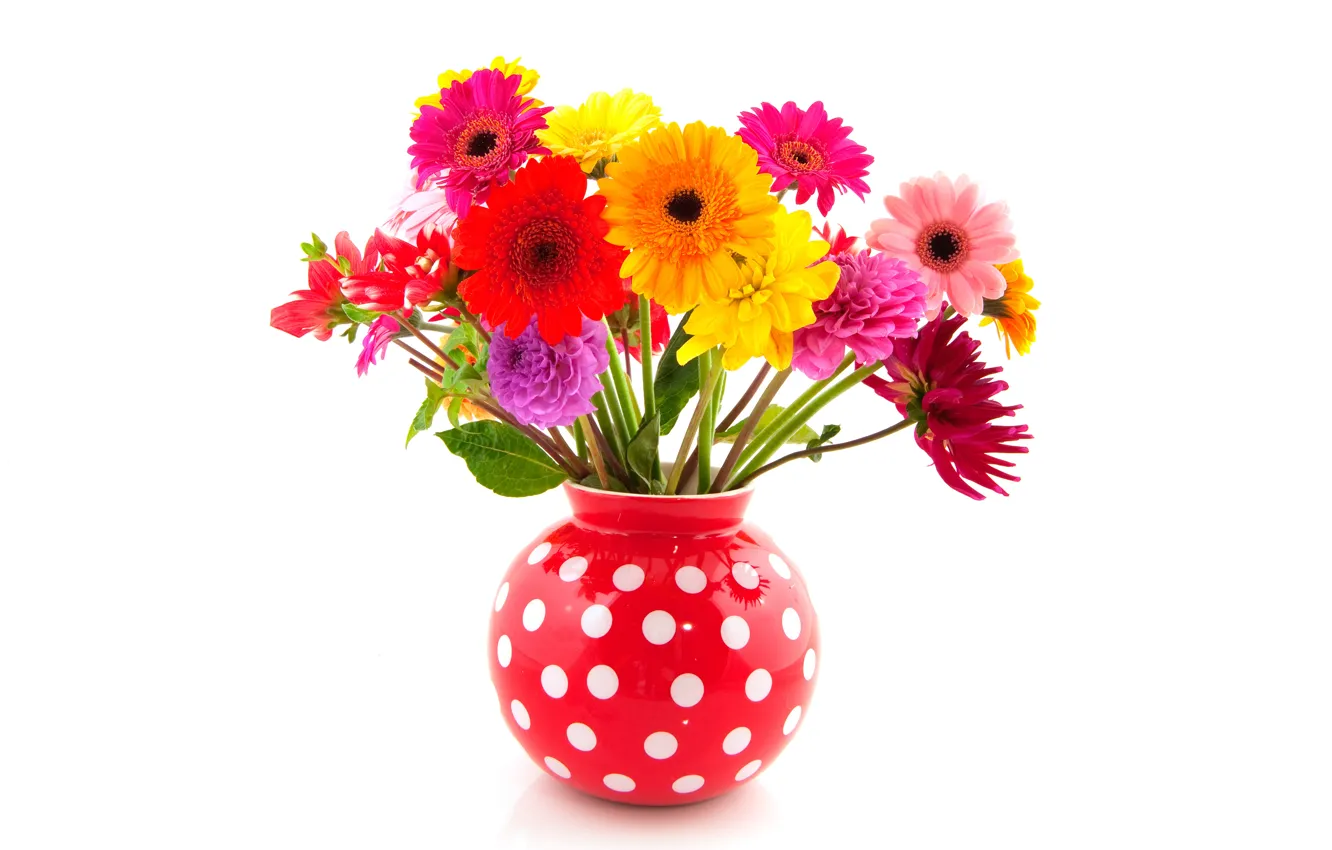 Фото обои цветы, белый фон, ваза, красная, герберы, разноцветные, в горошек, георгины