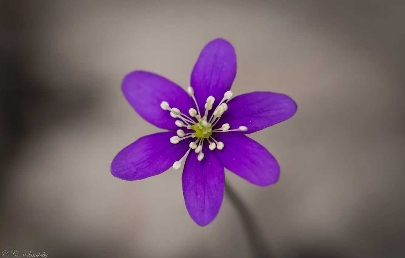 Фото обои цветок, фиолетовый, макро, сиреневый, фокус, анемона, ветреница, перелеска