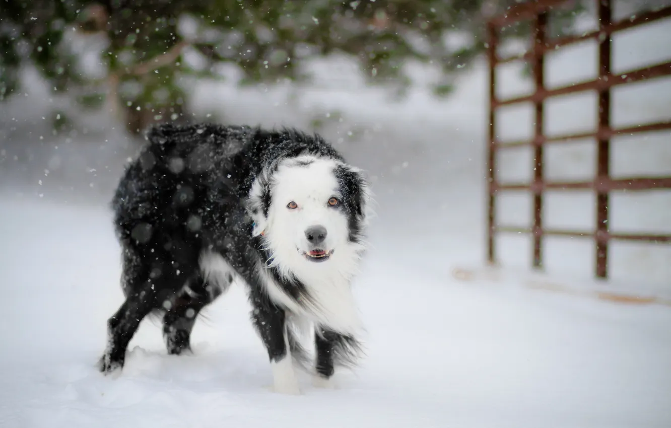 Фото обои зима, снег, собака