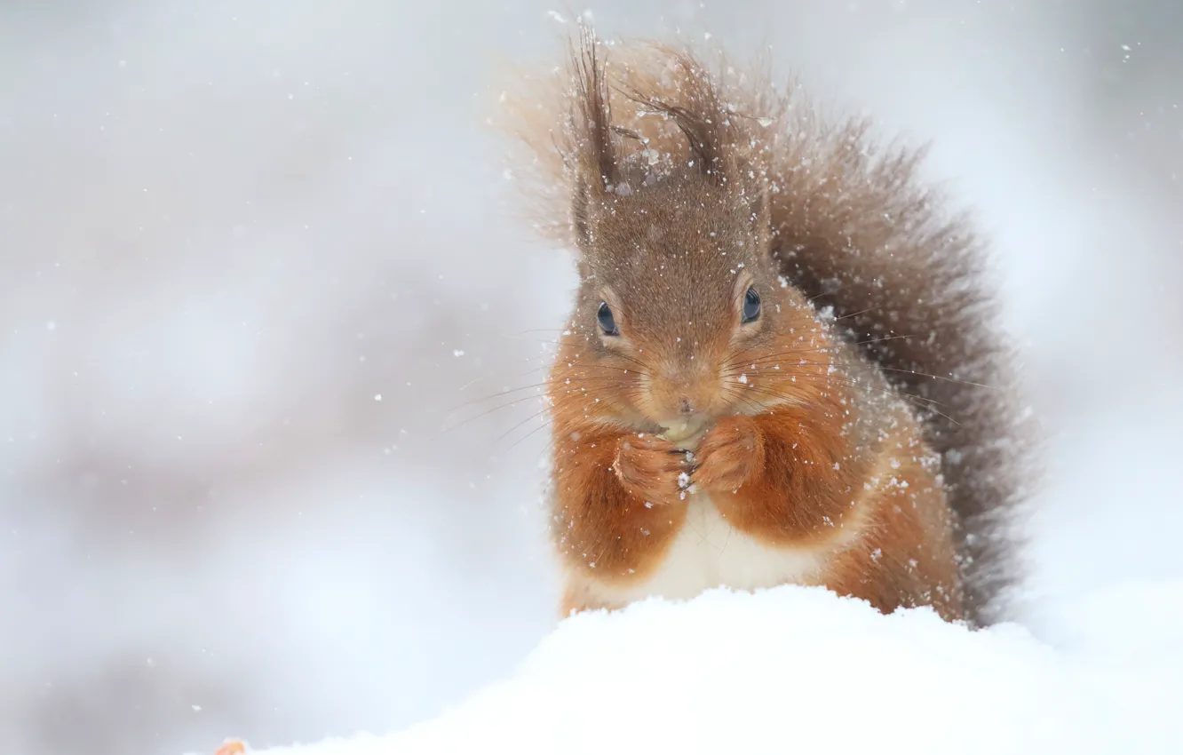 Фото обои зима, снег, природа, белка, снегопад, шубка, грызун