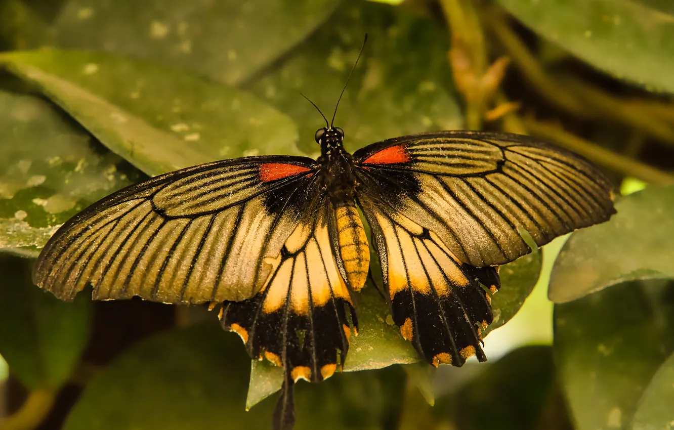 Фото обои wings, butterfly, beautiful, close up