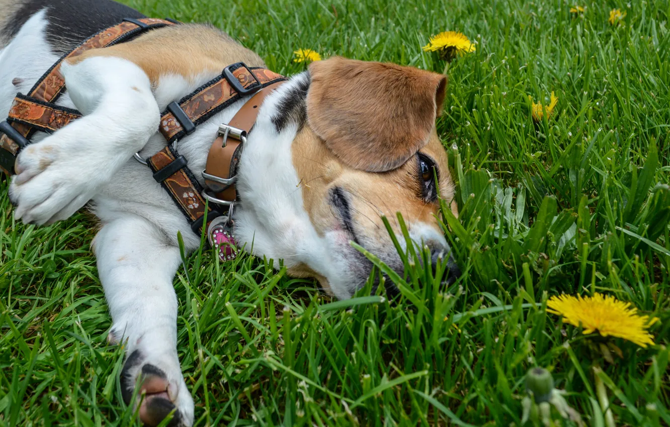 Фото обои лето, трава, собака, лежит, одуванчики, by dashakern