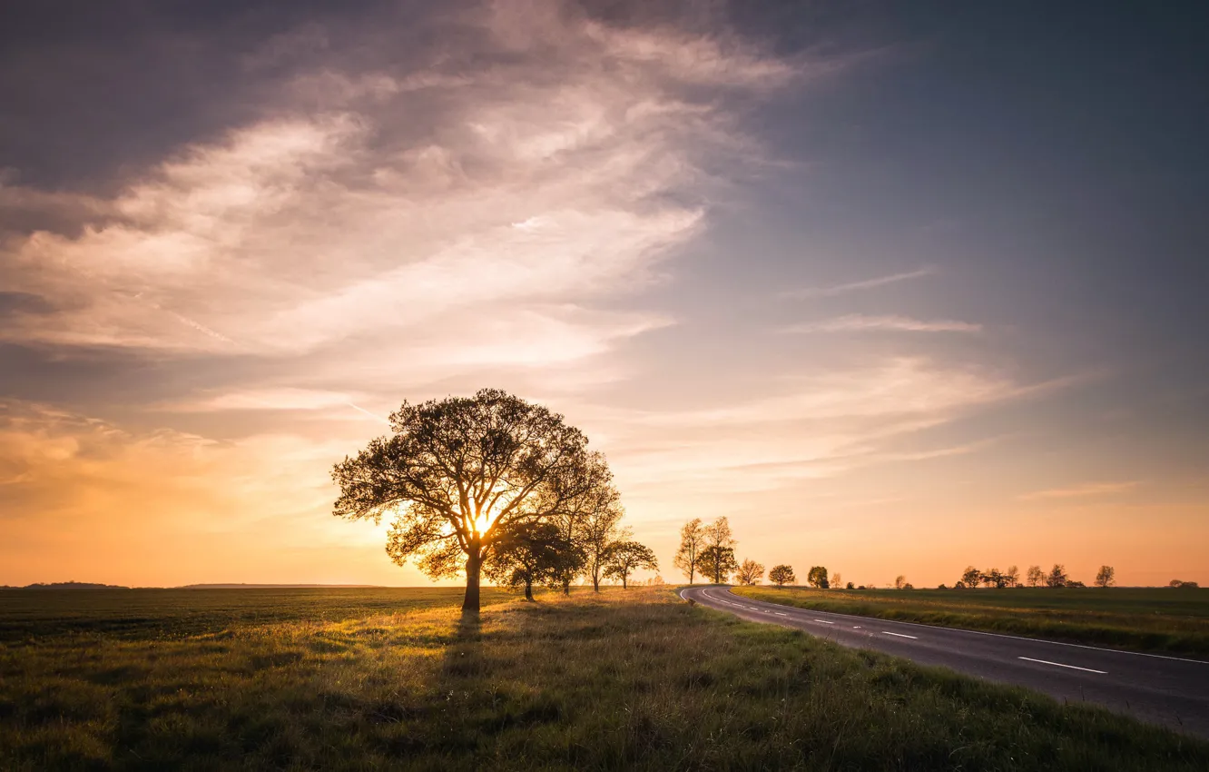 Фото обои дорога, поле, закат, дерево
