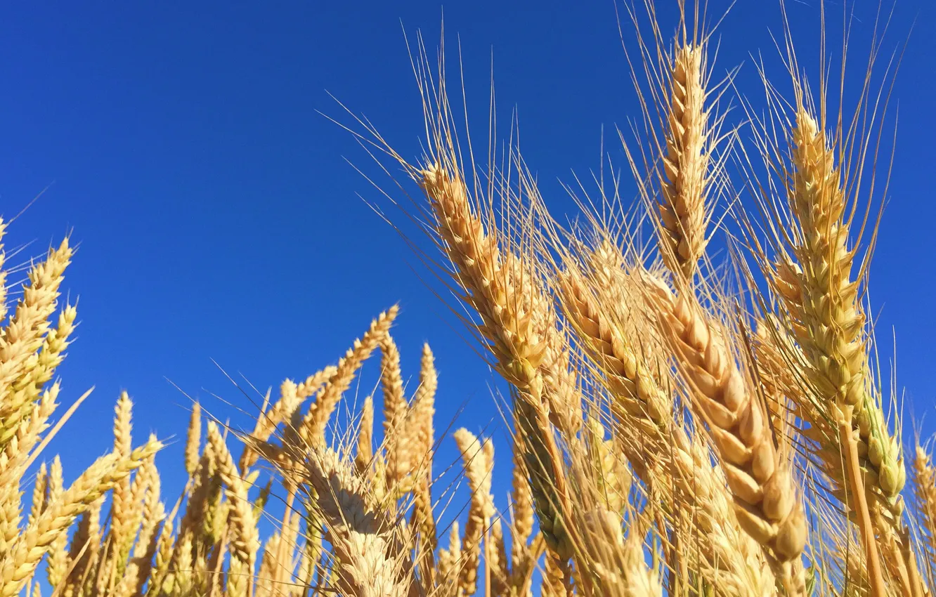 Фото обои пшеница, зерно, растение, колос, рожь, ячмень