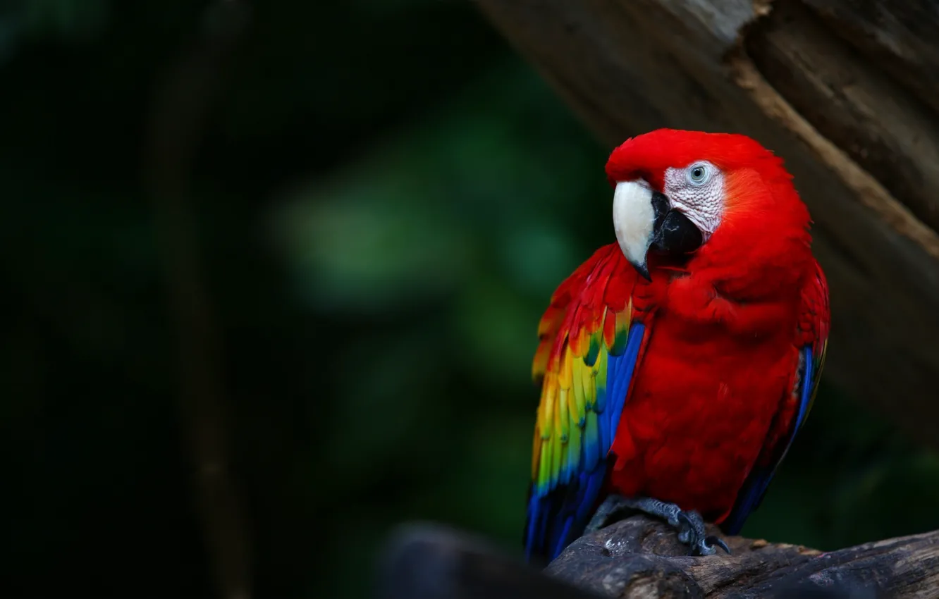 Фото обои цвета, птица, перья, клюв, попугай, ярко, parrot, colours