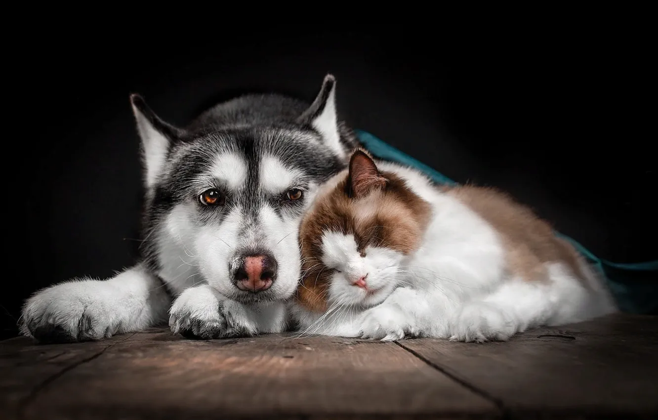 Фото обои кошка, животные, кот, доски, сон, собака, парочка, друзья