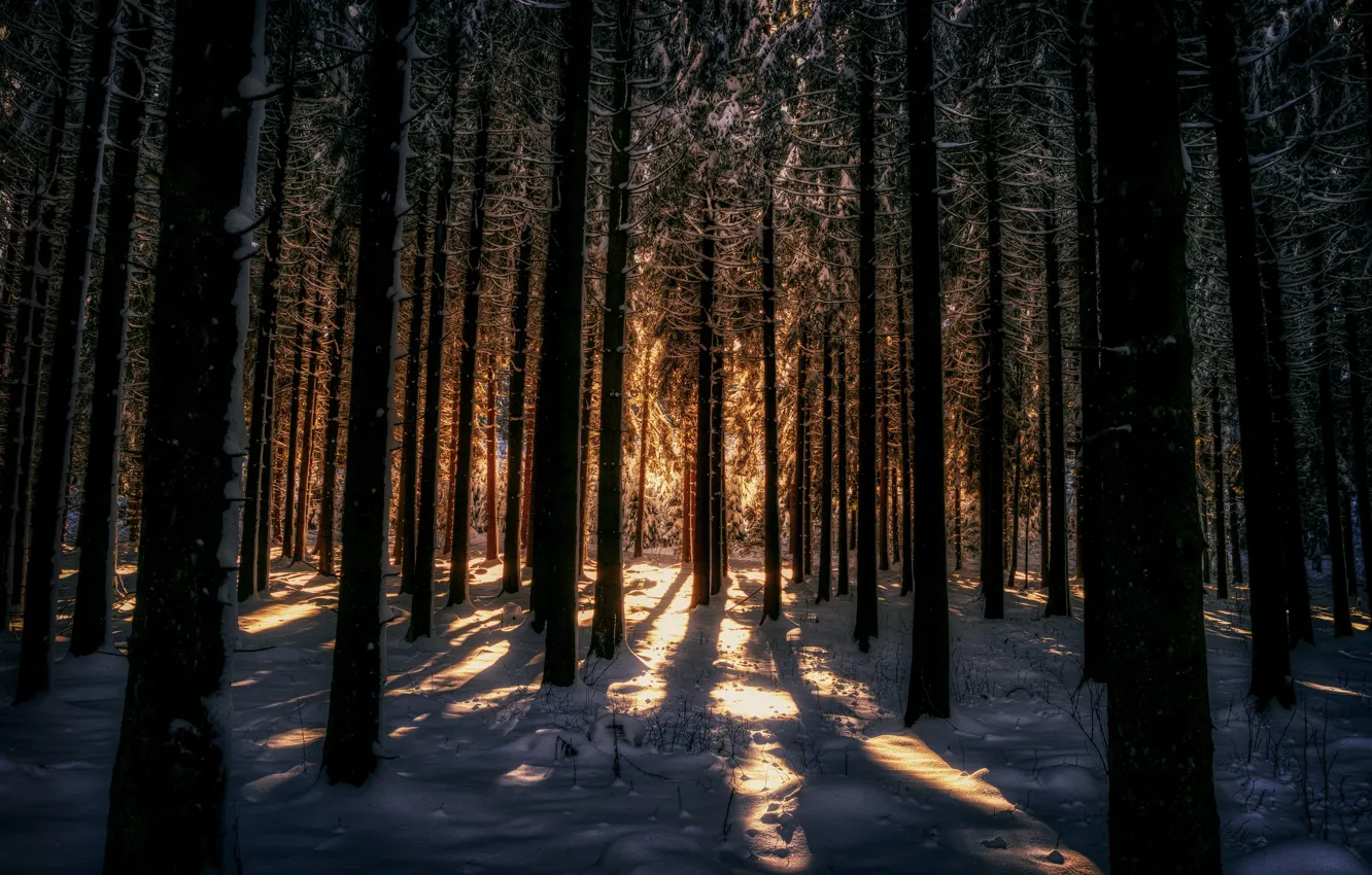 Фото обои зима, лес, свет, снег, ночь