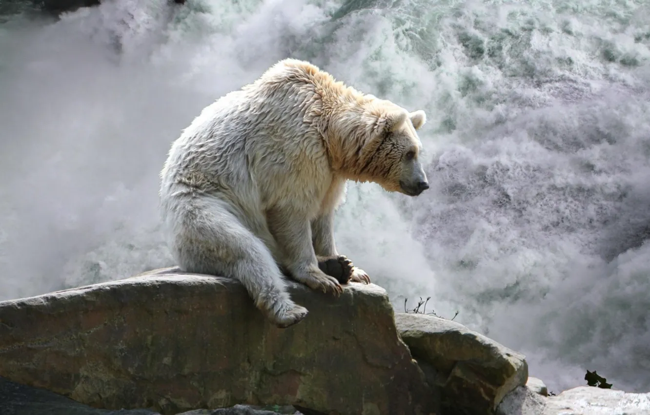 Фото обои animal, wildlife, white bear, bear at waterfall, spirrit bear