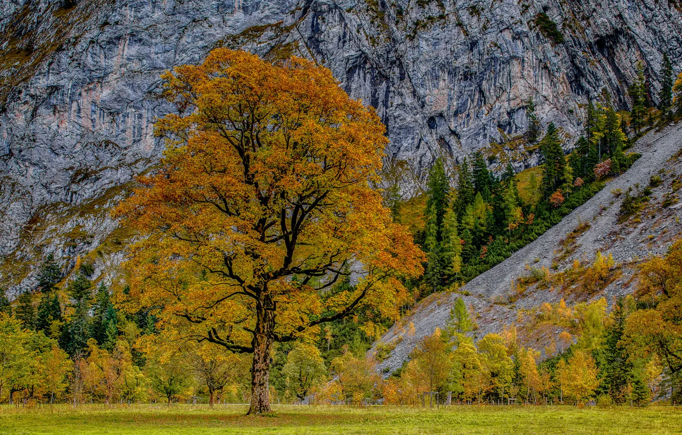 Фото обои осень, деревья, горы