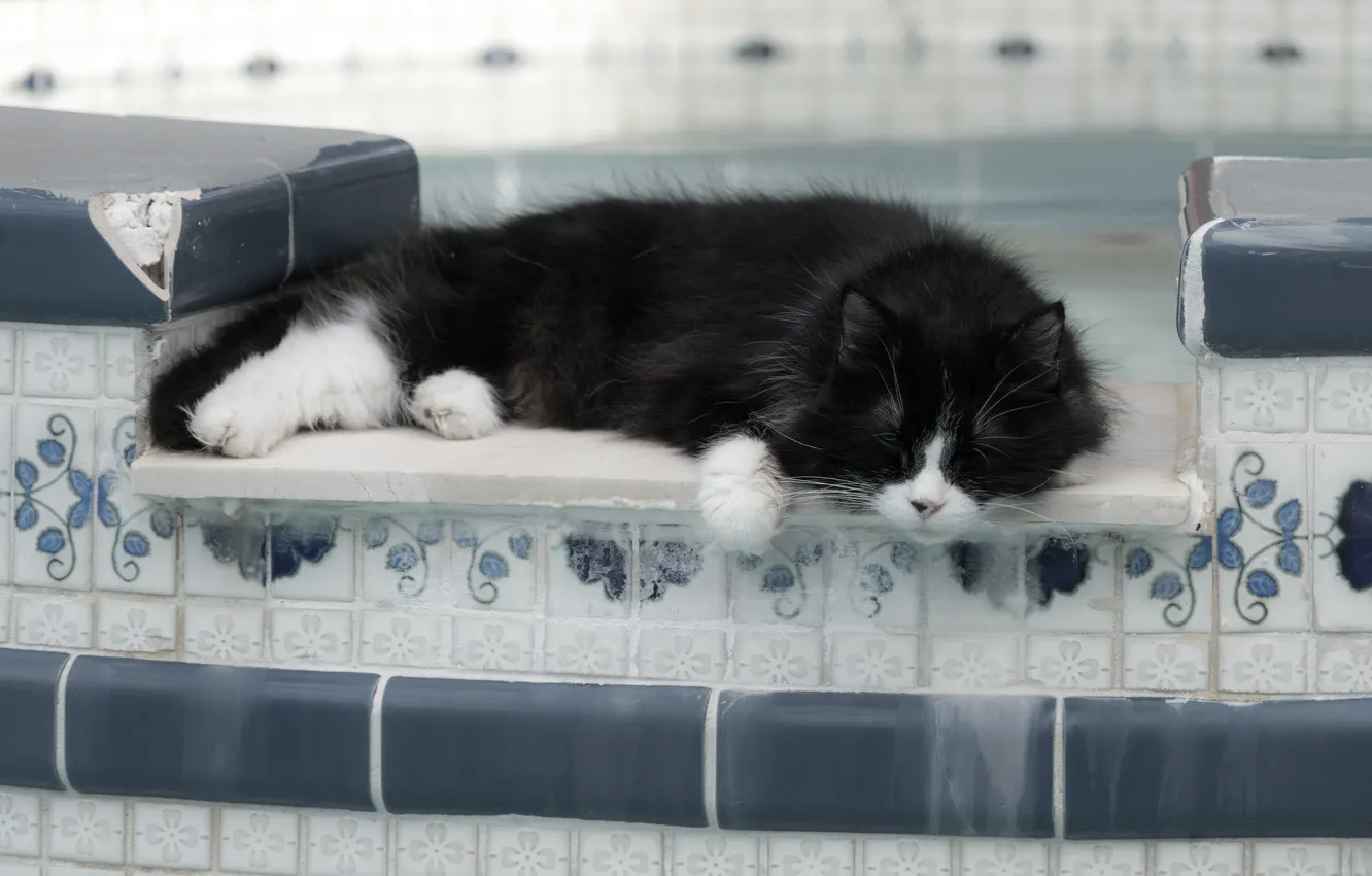 Фото обои кошка, кот, морда, поза, черный, плитка, сон, бассейн