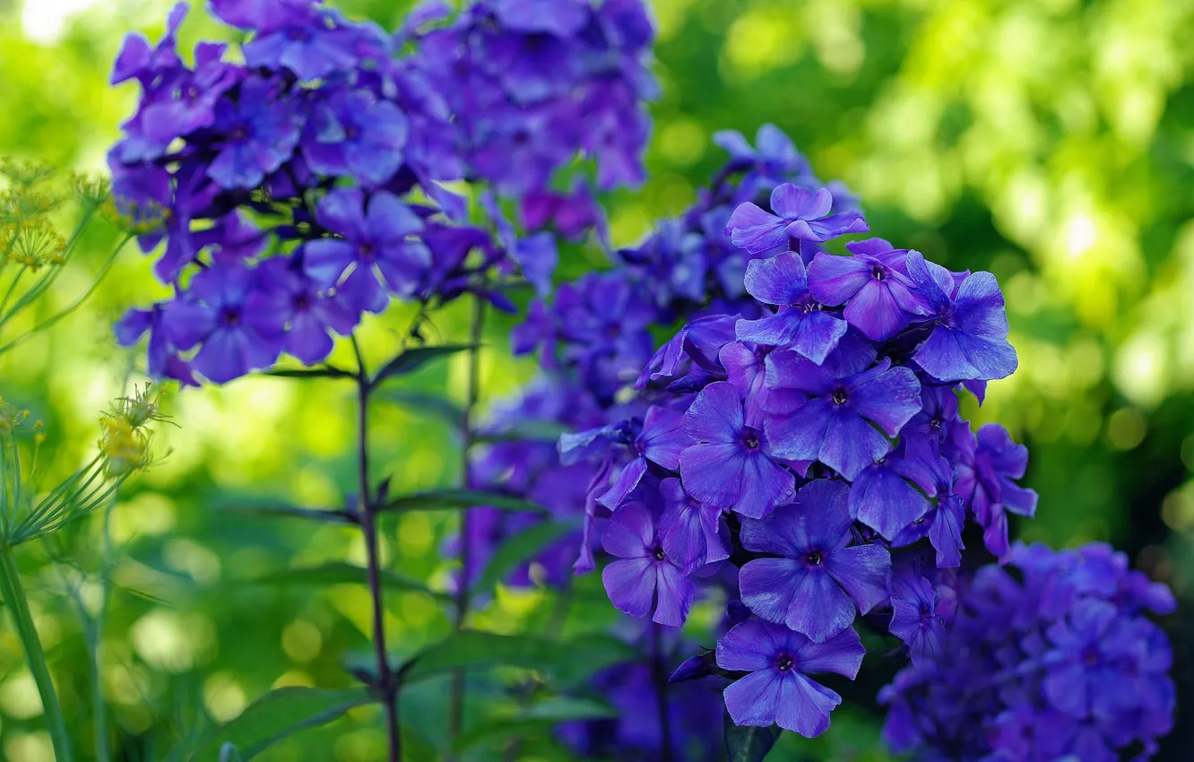 Фото обои лето, природа, красота, растения, синий цвет, множество, флора, флоксы