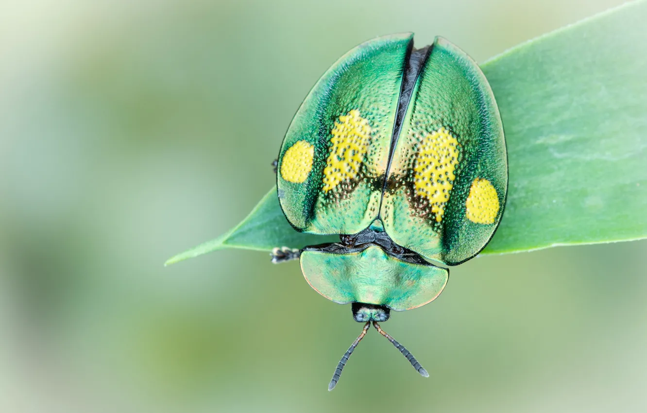 Фото обои макро, зеленый, фон, круглый, листок, жук, насекомое