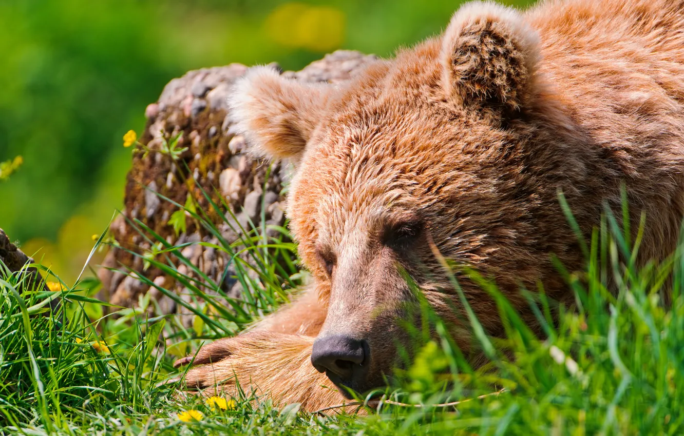 Фото обои отдых, медведь, спит, травка